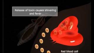 Life cycle of Plasmodium Meritnationcom [upl. by Ehtyde]