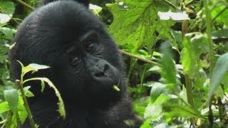 Mountain Gorillas of the Rushegura Group  Bwindi Impenetrable National Park Uganda [upl. by Rramel]