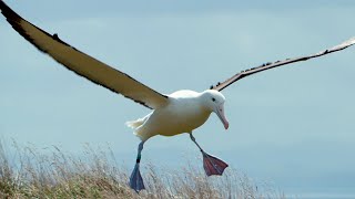 Albatrosses Use Their Nostrils To Fly  Natures Biggest Beasts  BBC Earth [upl. by Nunciata]