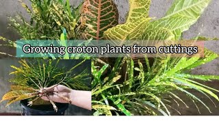 How to grow croton plants from cuttings water propagation [upl. by Jevon120]