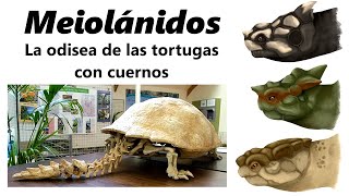 Meiolánidos ¡descubre a las tortugas gigantes con cuernos [upl. by Lole]