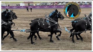 Draft Horse Show at Young Living Farm Utah Percheron Shire Belgian Clydesdale [upl. by Alexi51]