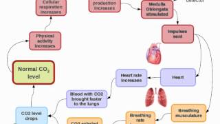 Human homeostasis Part 3  Regulation of carbon dioxide [upl. by Combes]