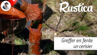 Greffer un cerisier en fente [upl. by Stranger]