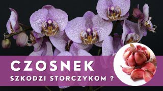 Stosowanie CZOSNKU w uprawie i pielęgnacji STORCZYKÓW🌱 Uważaj co robisz [upl. by Drusus]