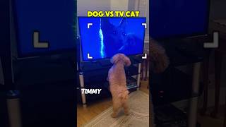 Cute dogs reaction to the cat on tvpets puppy pupppy [upl. by Arnold]