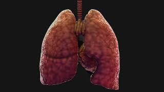 Common Questions About Mesothelioma Symptoms [upl. by Gnilrad587]