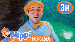 Zabawa z pingwinami  Blippi po polsku 🔶 Nauka i zabawa dla dzieci [upl. by Anailuy371]