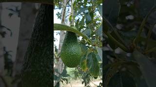 BAKAL BUAH ALPUKAT PINGKERTON avocado buah farm pertanian [upl. by Serena268]