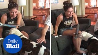 Adorable moment dog gets confused by his owner new bionic arm [upl. by Ennavoj]