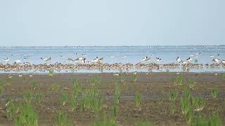 Assorted waders Westhoek FR the Netherlands 17 Aug 2024 [upl. by Odranoel852]