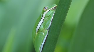 Green Tree Frog engages nictitating membrane when preparing for nap [upl. by Nageet]