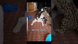 Serval cat and its husky partner shortvideo animals servalcat cat cute healing pet shorts [upl. by Nylorahs997]