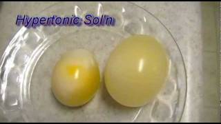 Egg Osmosis Hypertonic vs Hypotonic Solution [upl. by Notsirt]