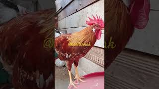 Hasil silangan BROWN LEGHORN X ELBA shortsviral chicken farming [upl. by Yra]