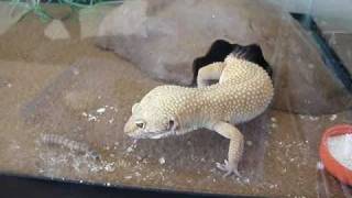 Leopard Gecko vs 4 Superworms and one Albino Superworm [upl. by Alper767]