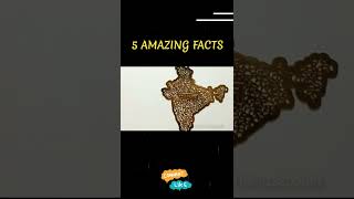 हैरान😱 करने वाले Facts  Interesting amp Unb elievable🥵 facts in hindi  factsinhindi shorts [upl. by Gregoire]