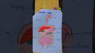 Digestive system drawing ✍️ [upl. by Means]