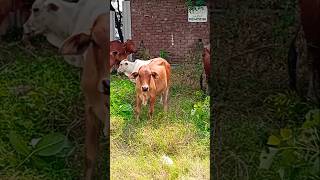 Cow vlog dairy milk how to get more milk from cows feeding tips youtubeshorts shorts nature [upl. by Alicul]