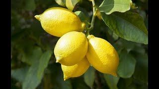 LES BIENFAITS DU CITRON POUR LA SANTE [upl. by Chelsy]