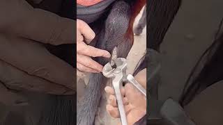 Trimming process for scabbing of horse legs [upl. by Laine]