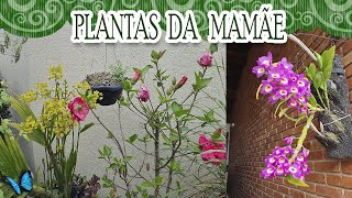 TOUR NAS PLANTAS DA MAMÃE  NOV24 [upl. by Ettezzil650]