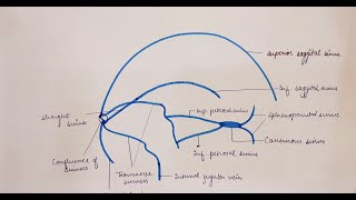 medicose anatomyfirstyear  DURAL VENOUS SINUSES   HEAD AND NECK ANATOMY [upl. by Llednik]