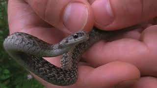 Adult DekaysBrown Snake Storeria Dekayi near Sauble Beach in Southern Ontario [upl. by Evol]