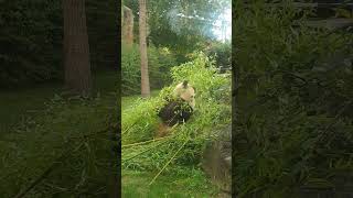 Les pandas du zoo de Beauval [upl. by Hayes]