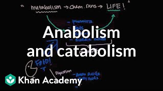 Overview of metabolism Anabolism and catabolism  Biomolecules  MCAT  Khan Academy [upl. by Vani784]