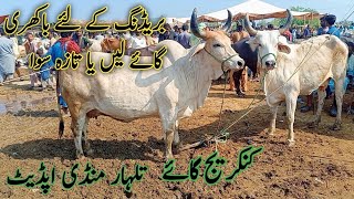 Kankrej king cow and tharri Milky cow  Talhar Mandi update  20 July 2024 [upl. by Ynej]