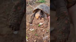 a nascente de água continua seca nascente nascentedeagua olhodaguadasflores natureza [upl. by Nnayecats]