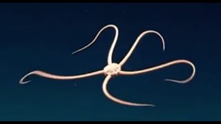 Facts The Brittle Star [upl. by Anaitat]