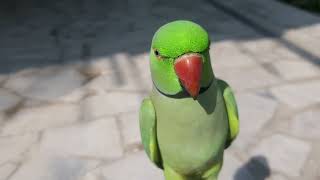 Ringneck Talking Parrot  parrot parrots [upl. by Suvart]