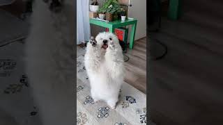 Funny cute dog💝 Bonca de tulear🐾🐾 cotondetulear sweetdog bonca funnydog funnypuppy [upl. by Meerak]