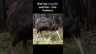 Kiwi  The national Bird of New Zealand [upl. by Isahella]