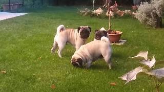 Carlini Ginevra Lancillotto jr e Merlino in giardino Pug mops pugs [upl. by Emlen]