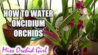 How to water Oncidium orchids  tips for a healthy orchid [upl. by Annemarie296]