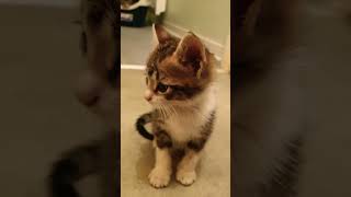 Il est trops adorable 😍😍 catlover cat cute pet kitten [upl. by Burke]