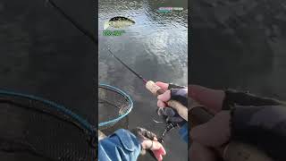 【AREA TROUT FISHING】 2024Part546 [upl. by Mode]