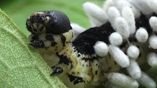 Hyperparasitoid Chalcid Wasps emerging from Braconid Wasp cocoons [upl. by Africah848]