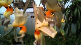 OrchidWeb  Stanhopea embreei [upl. by Emile]