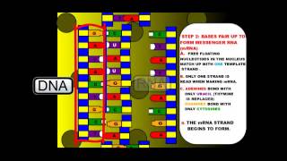 Protein Synthesis and Mutations [upl. by Raybin328]