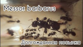 Messor Barbarus Красноголовый Жнец  Долгожданная Посылка [upl. by Aihsenod]