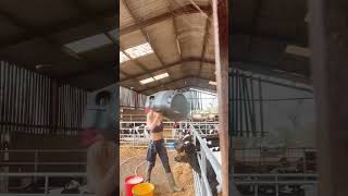 UNE JEUNE AGRICULTRICE DONNE A MANGER AUX VEAUX  agricultrice agricole agriculture [upl. by Annez]