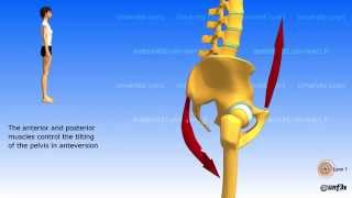 Position of the pelvis Lombosacral jonction [upl. by Nolitta556]