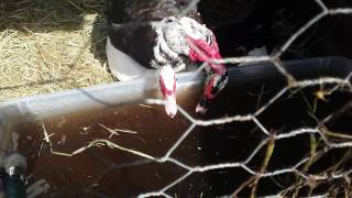 Breeding muscovy ducks The mating process [upl. by Derfnam]