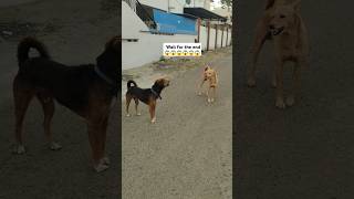 Funny dog fight 😂 dogfight dogs funnyanimal doglover trending [upl. by Kessler923]