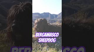 Bergamasco Sheepdog Ancient Herding Dog [upl. by Collen]