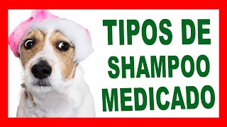 TIPOS de SHAMPOO MEDICADO para Perros [upl. by Ynaiffit40]